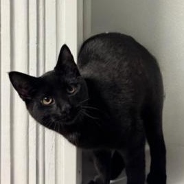 Enlarge Flurry, a Adoptable Domestic Short Hair in Greensburg, PA image 5/6