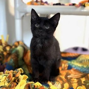 Enlarge Flurry, a Adoptable Domestic Short Hair in Greensburg, PA image 2/2