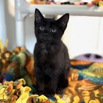 Flurry, Adoptable, Kitten Male Domestic Short Hair.