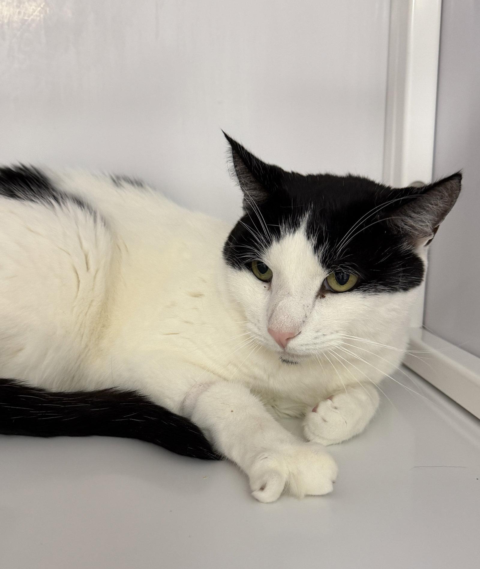 Mikey, Adoptable, Young Male Domestic Short Hair.