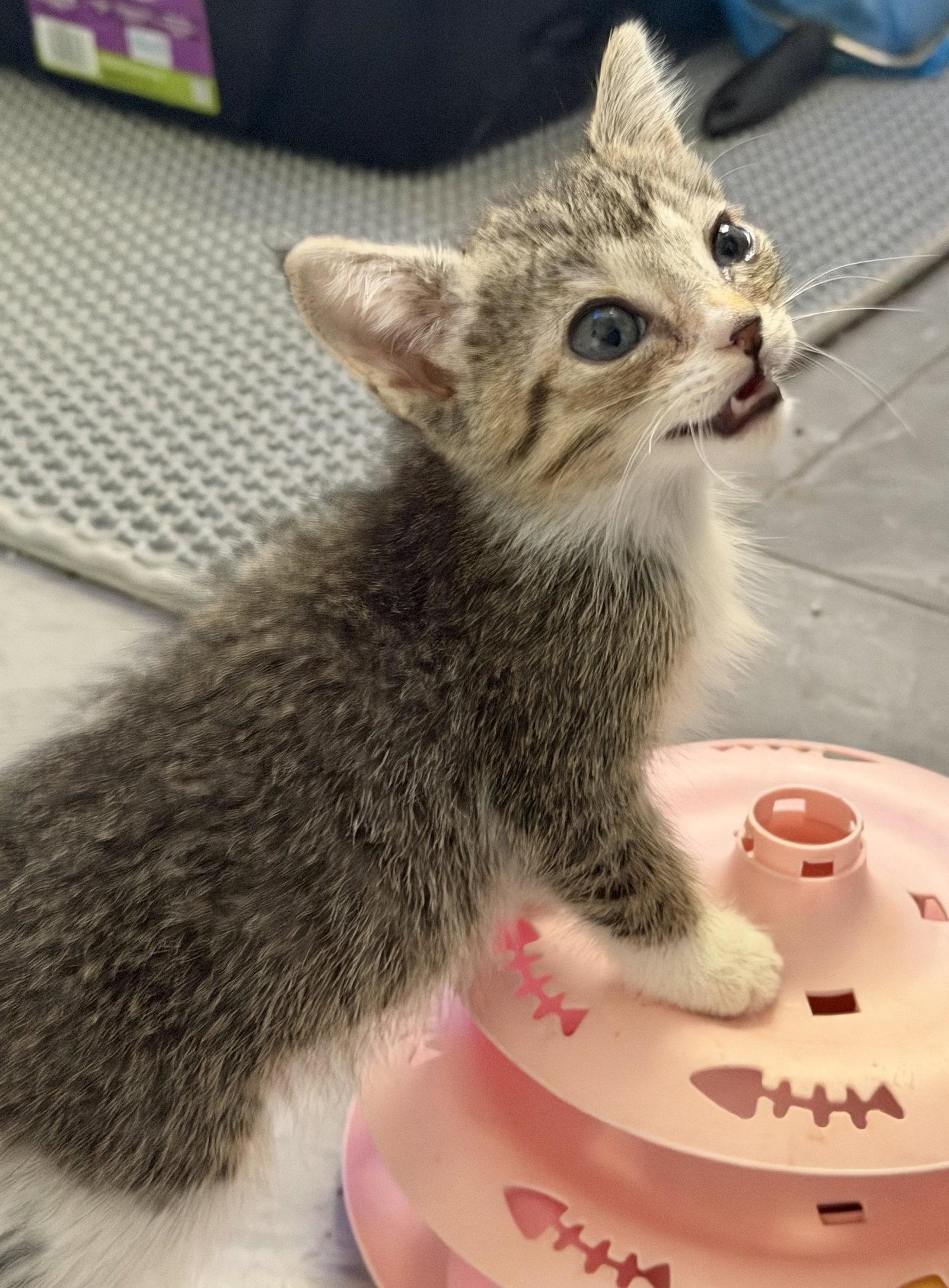 Dilly, Adoptable, Kitten Male American Shorthair.