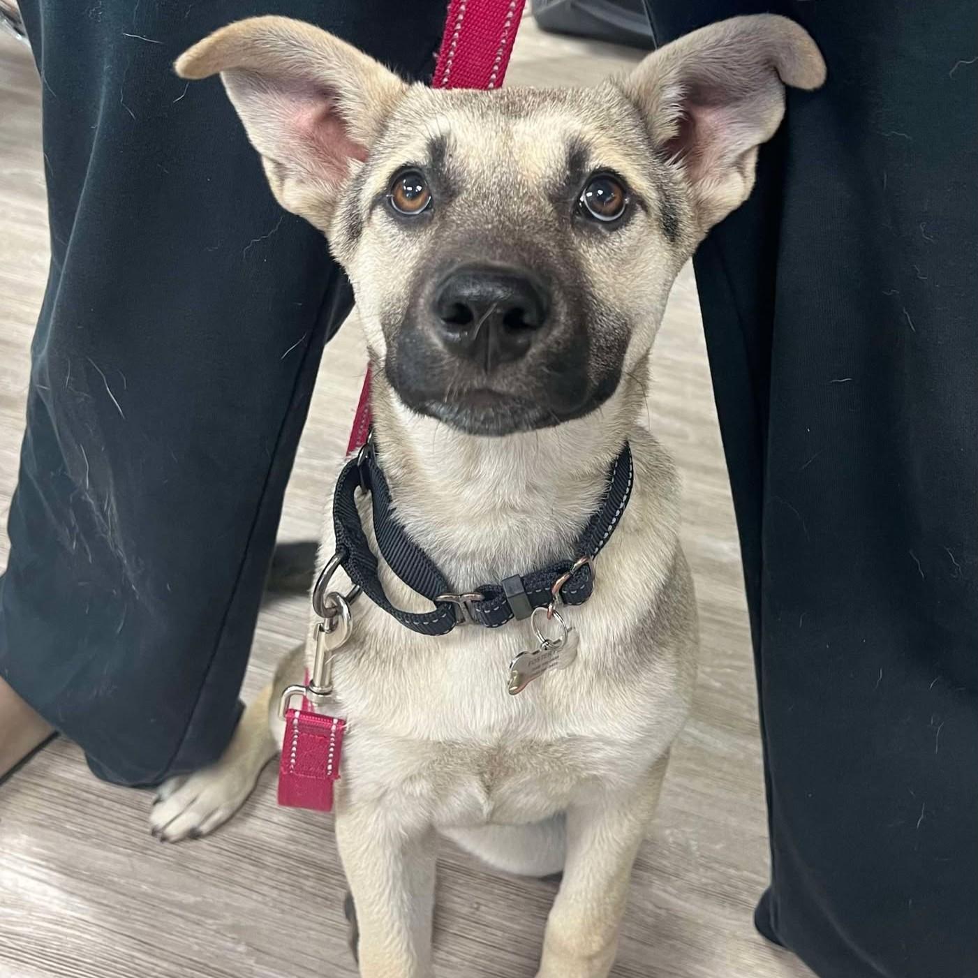 Dazey, Adoptable, Young Female Shepherd.