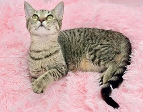 Enlarge Maelah, a Adoptable Tabby in Covington, LA image 4/6