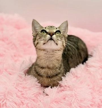 Enlarge Maelah, a Adoptable Tabby in Covington, LA image 6/6