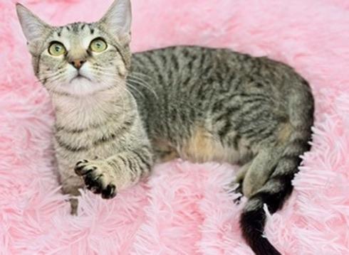 Maelah, Adoptable, Kitten Female Tabby.