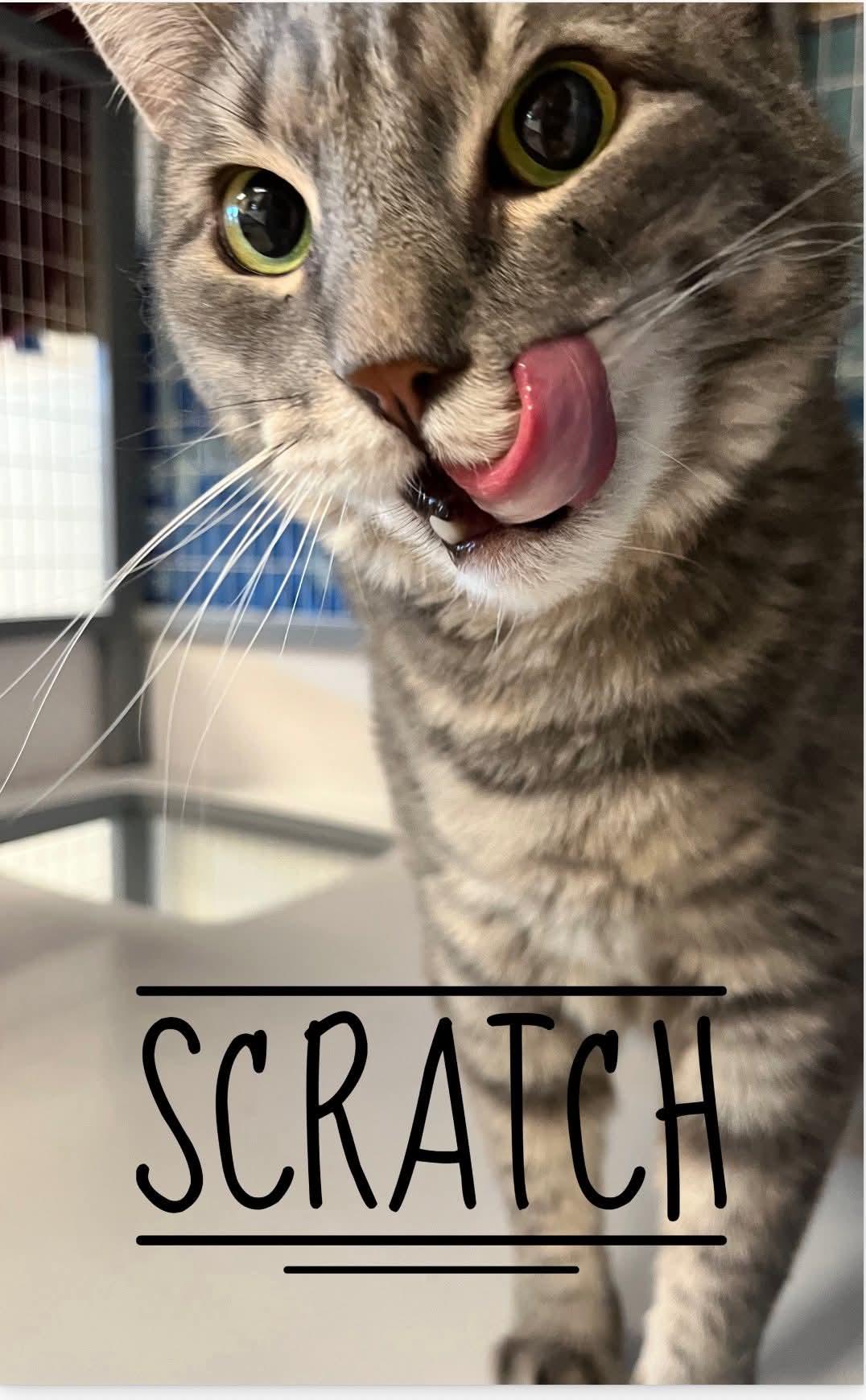 Enlarge Scratch, a ADOPTABLE Domestic Short Hair in Temple, PA image 3/3