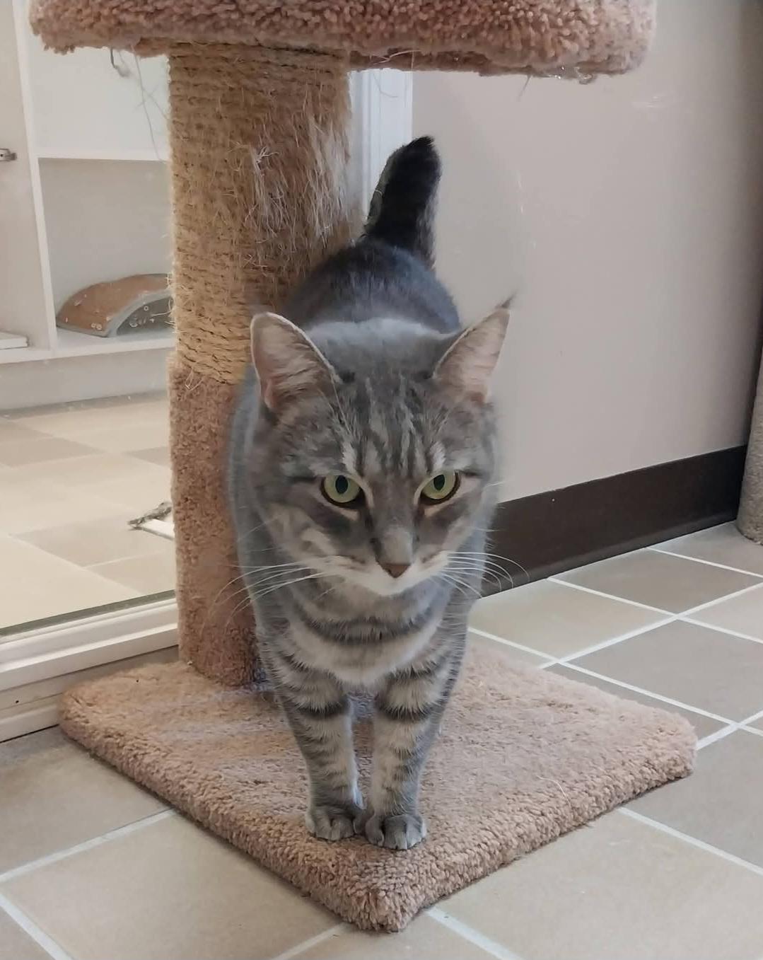 Scratch, ADOPTABLE, Adult Female Domestic Short Hair.