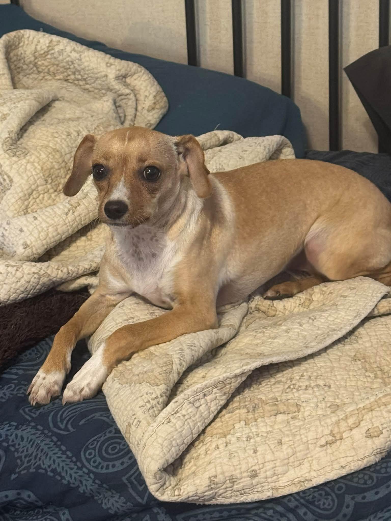Sera, Adoptable, Puppy Female Chihuahua.