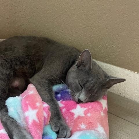 Phoenix- loves pets and purrs!