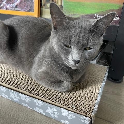 Phoenix- loves pets and purrs!