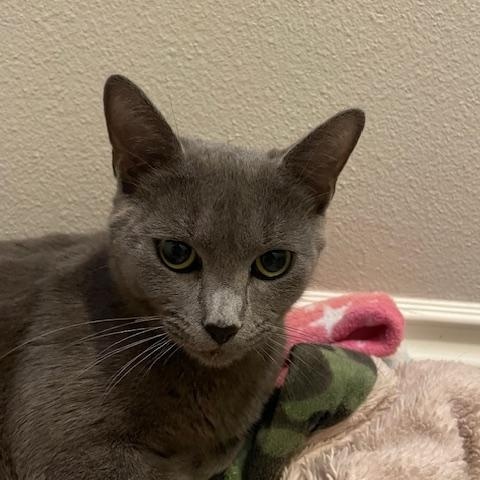 Phoenix- loves pets and purrs!