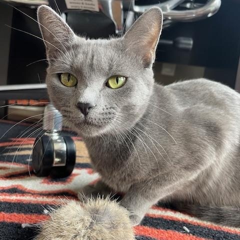 Phoenix- loves pets and purrs!