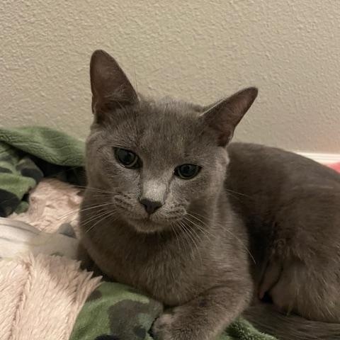 Phoenix- loves pets and purrs!