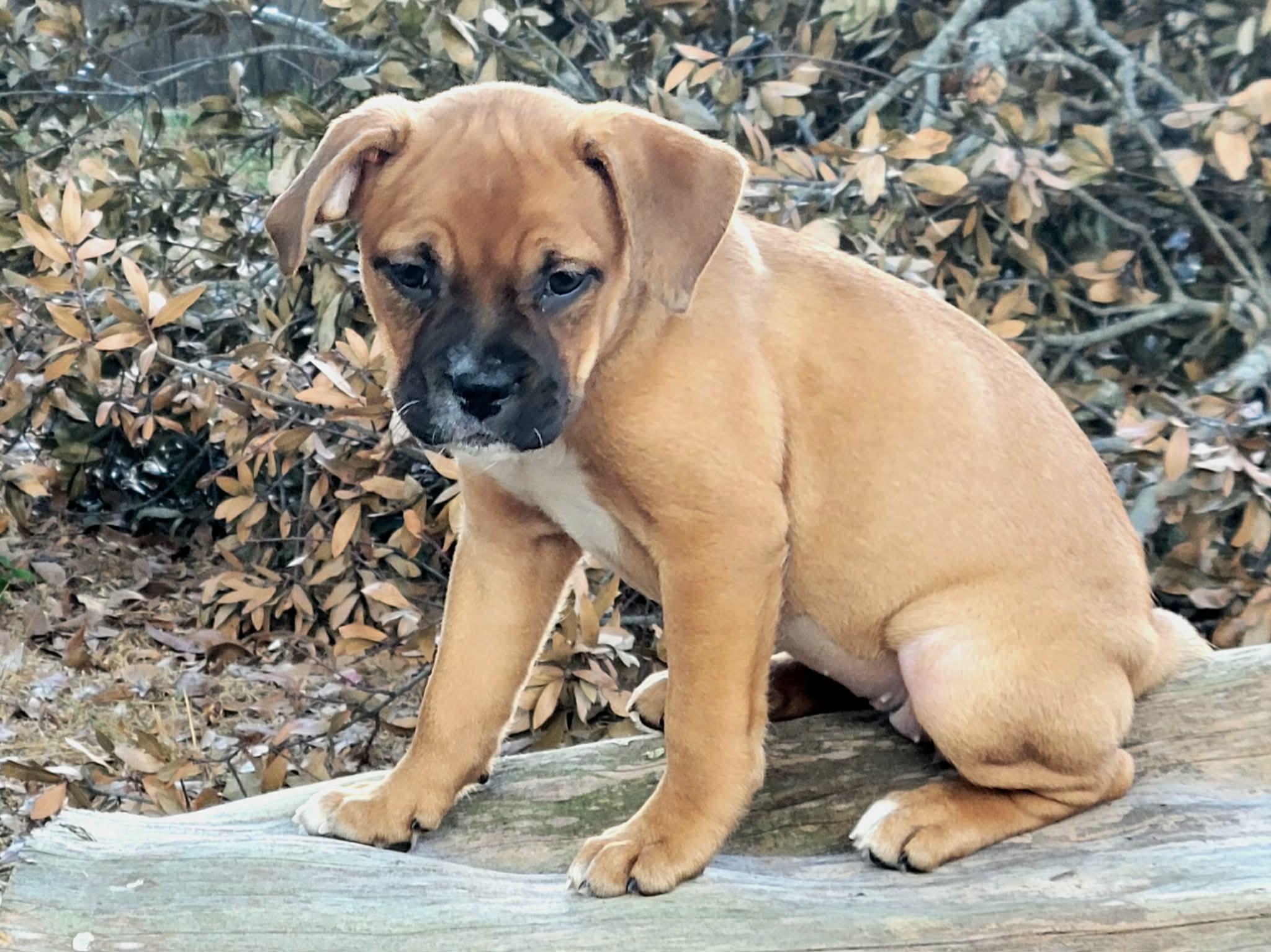 Enlarge Lightning, a Adopted mixed breed in New Port Richey, FL image 3/4