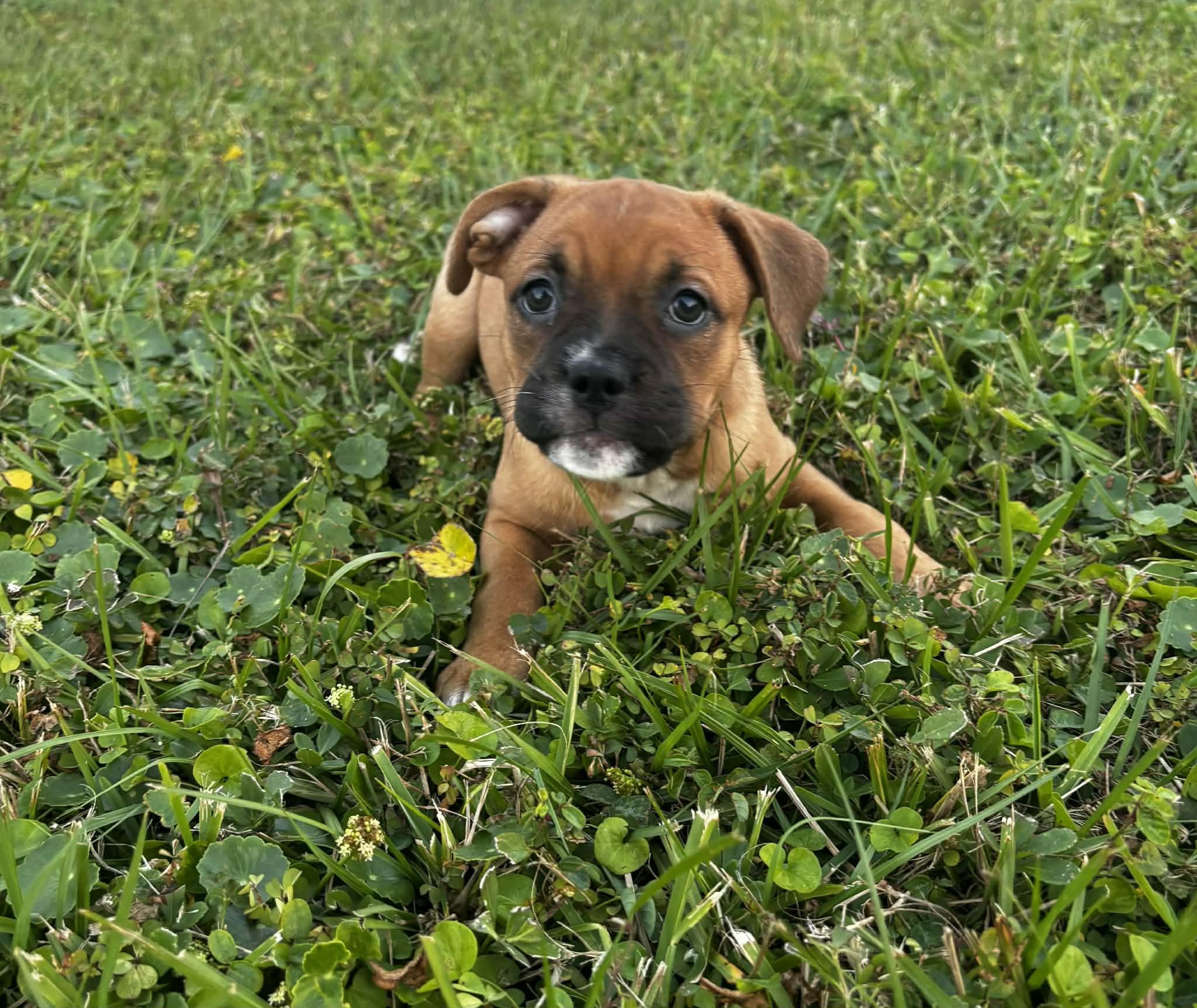 Enlarge Lightning, a Adopted mixed breed in New Port Richey, FL image 1/4