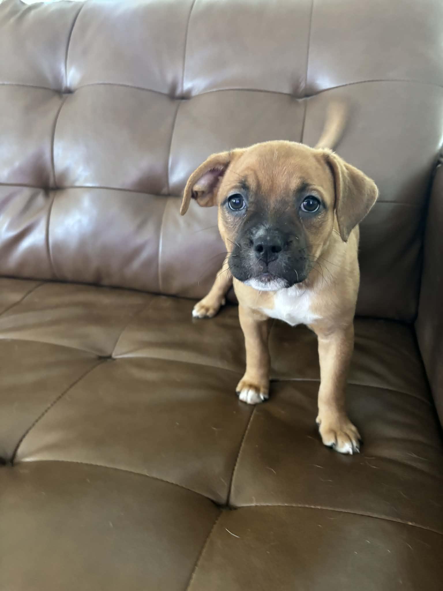 Enlarge Lightning, a Adopted mixed breed in New Port Richey, FL image 2/4