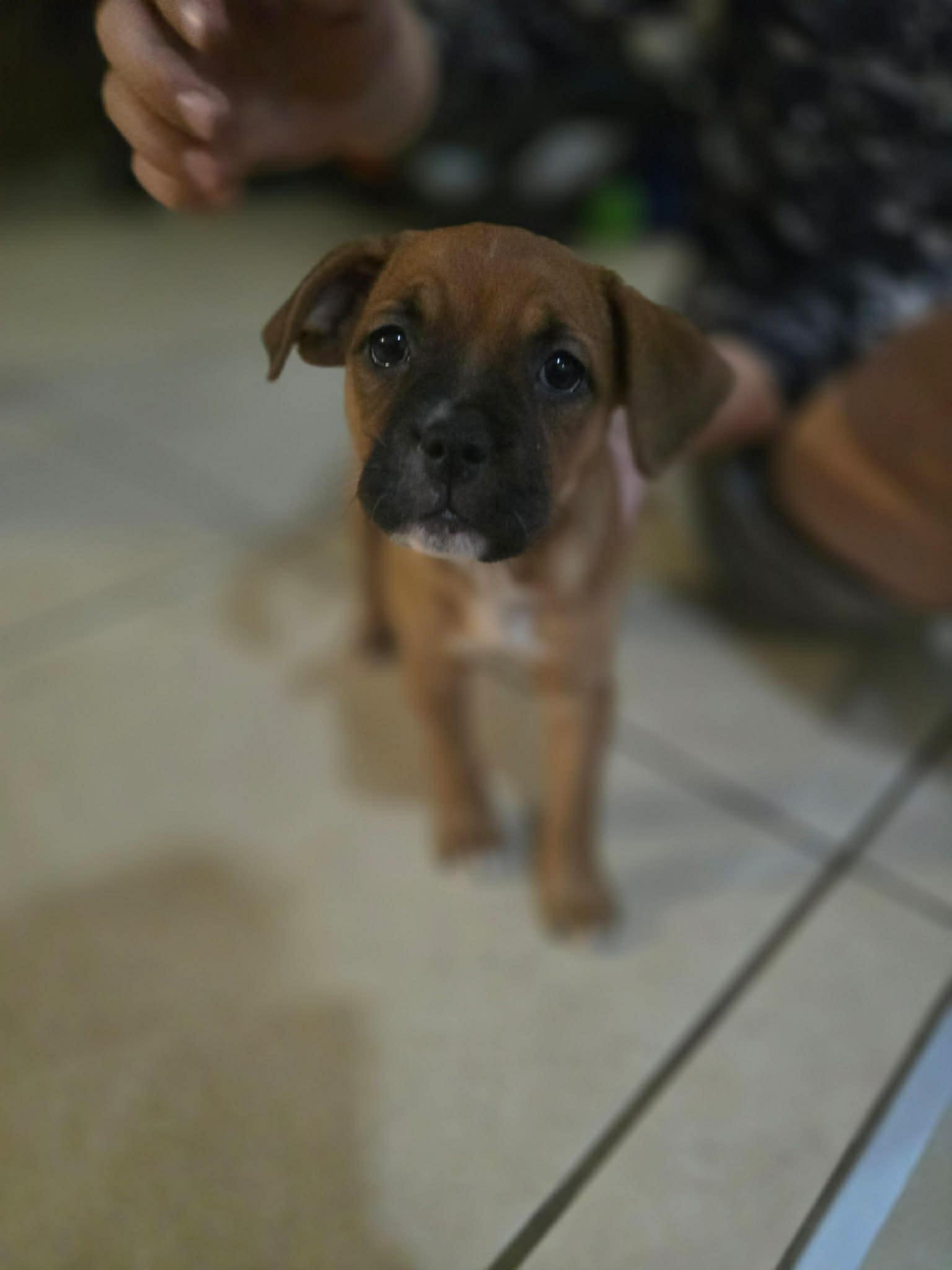 Enlarge Lightning, a Adopted mixed breed in New Port Richey, FL image 4/4