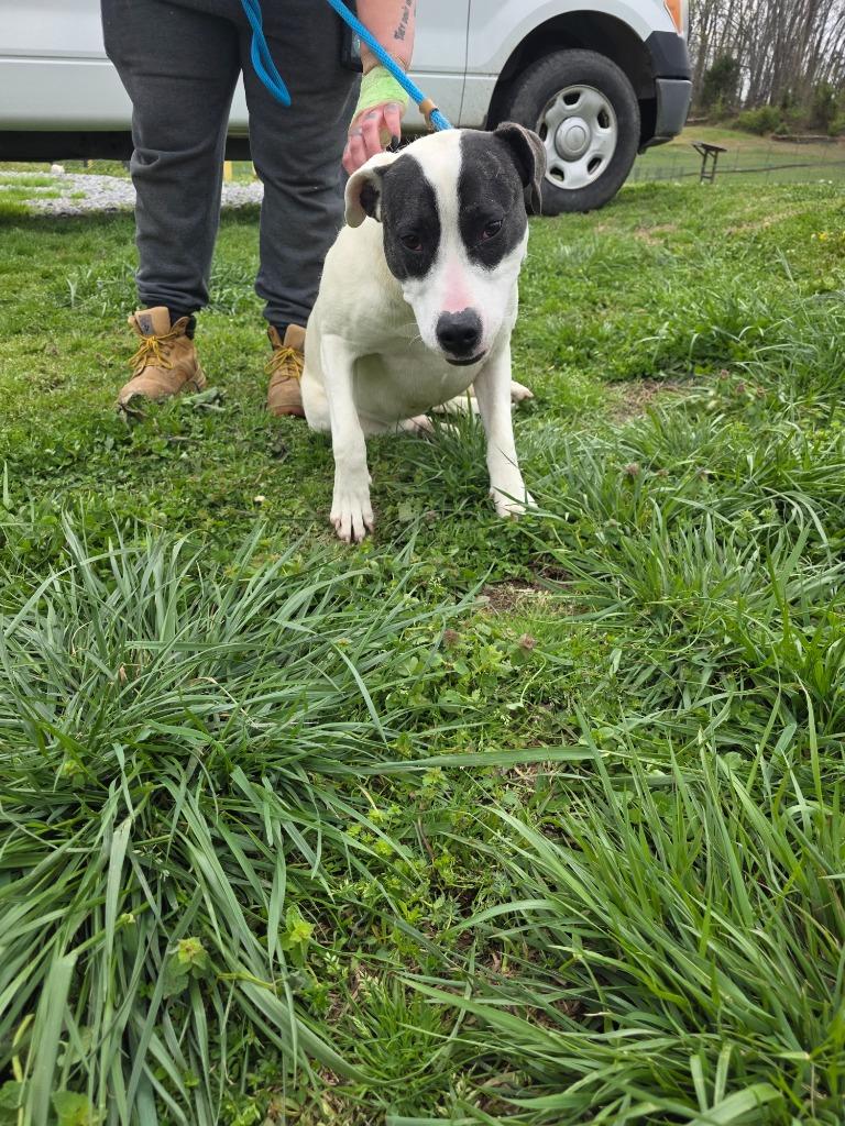Ladybug-Availble, Adoptable, Young Female Mixed Breed.