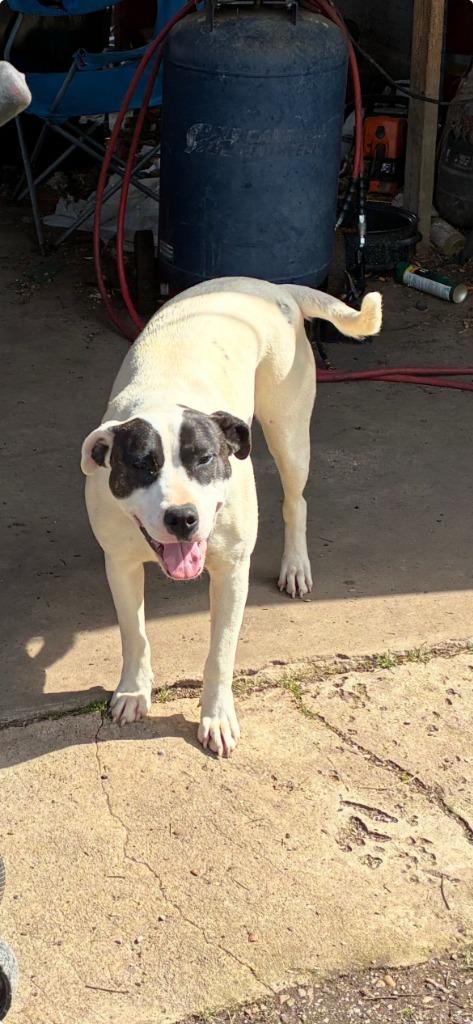 Enlarge Ladybug-Availble, a Adoptable mixed breed in Chickamauga , GA image 2/5