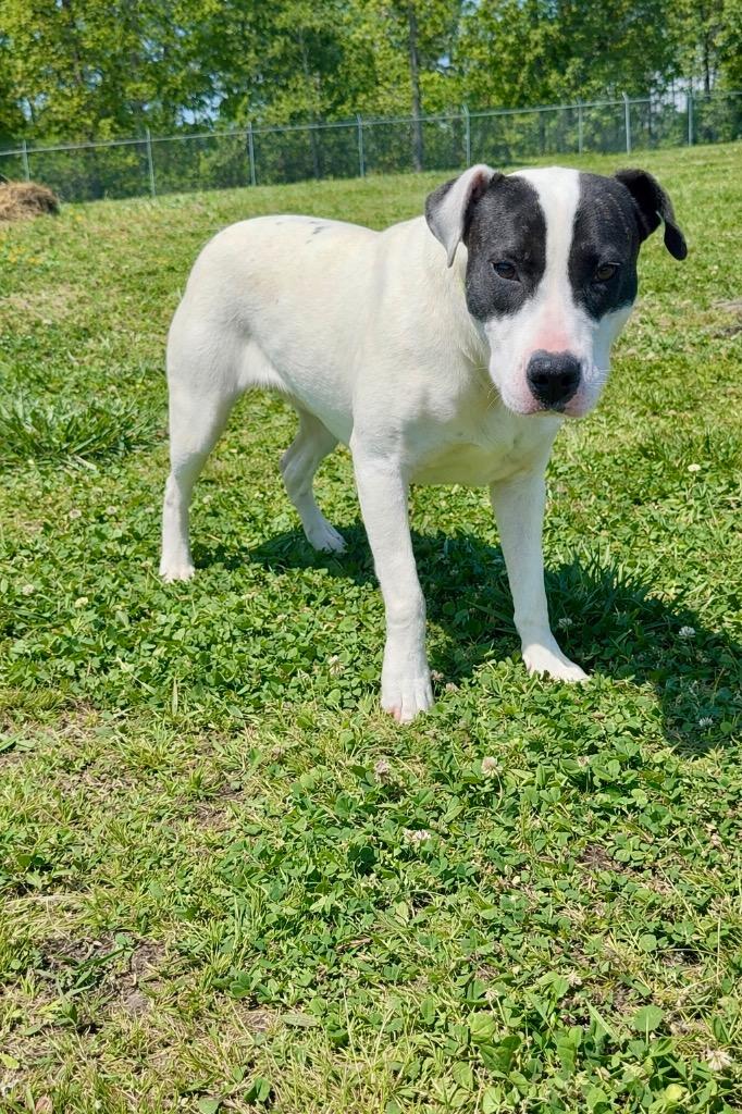 Enlarge Ladybug-Availble, a Adoptable mixed breed in Chickamauga , GA image 3/5