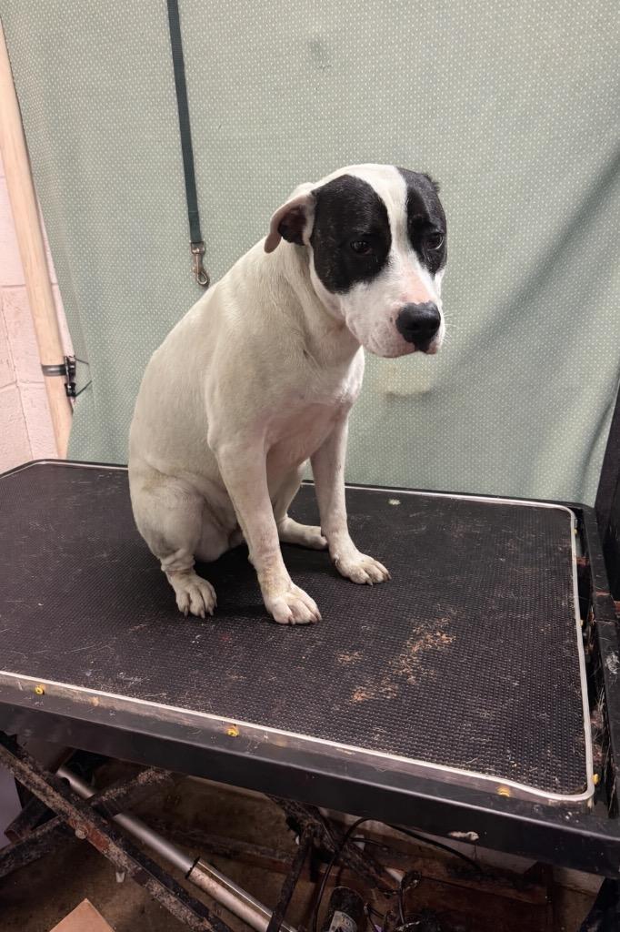 Enlarge Ladybug-Availble, a Adoptable mixed breed in Chickamauga , GA image 4/5