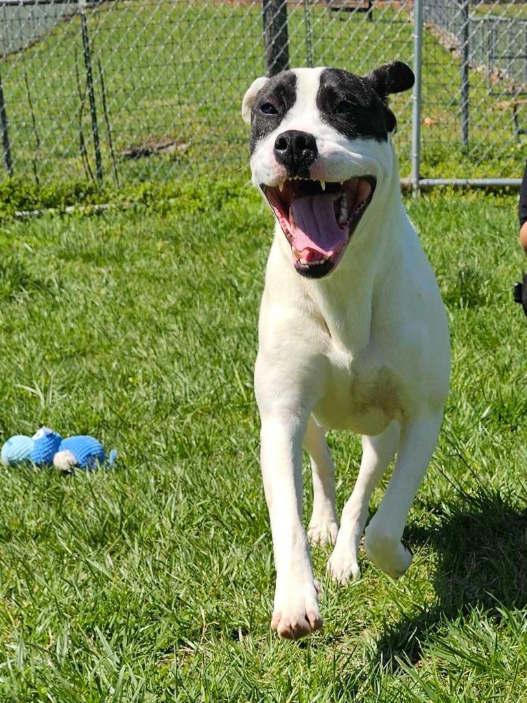 Enlarge Ladybug-Availble, a Adoptable mixed breed in Chickamauga , GA image 5/5