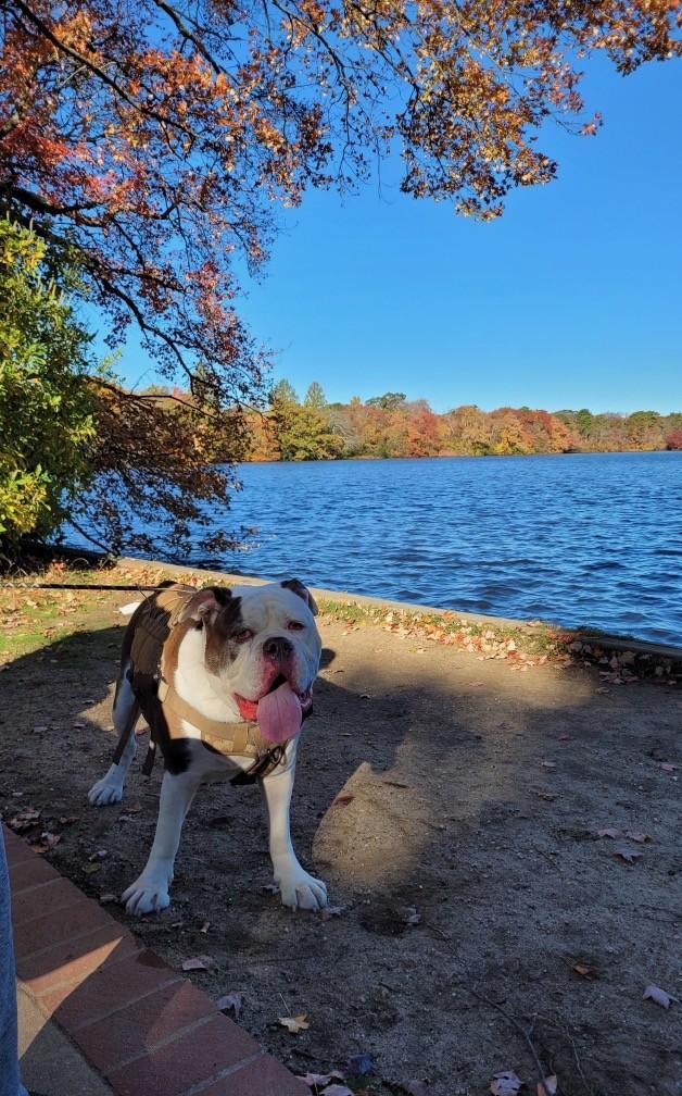 Kai, a Adoptable mixed breed in Belmar, NJ image 2/6