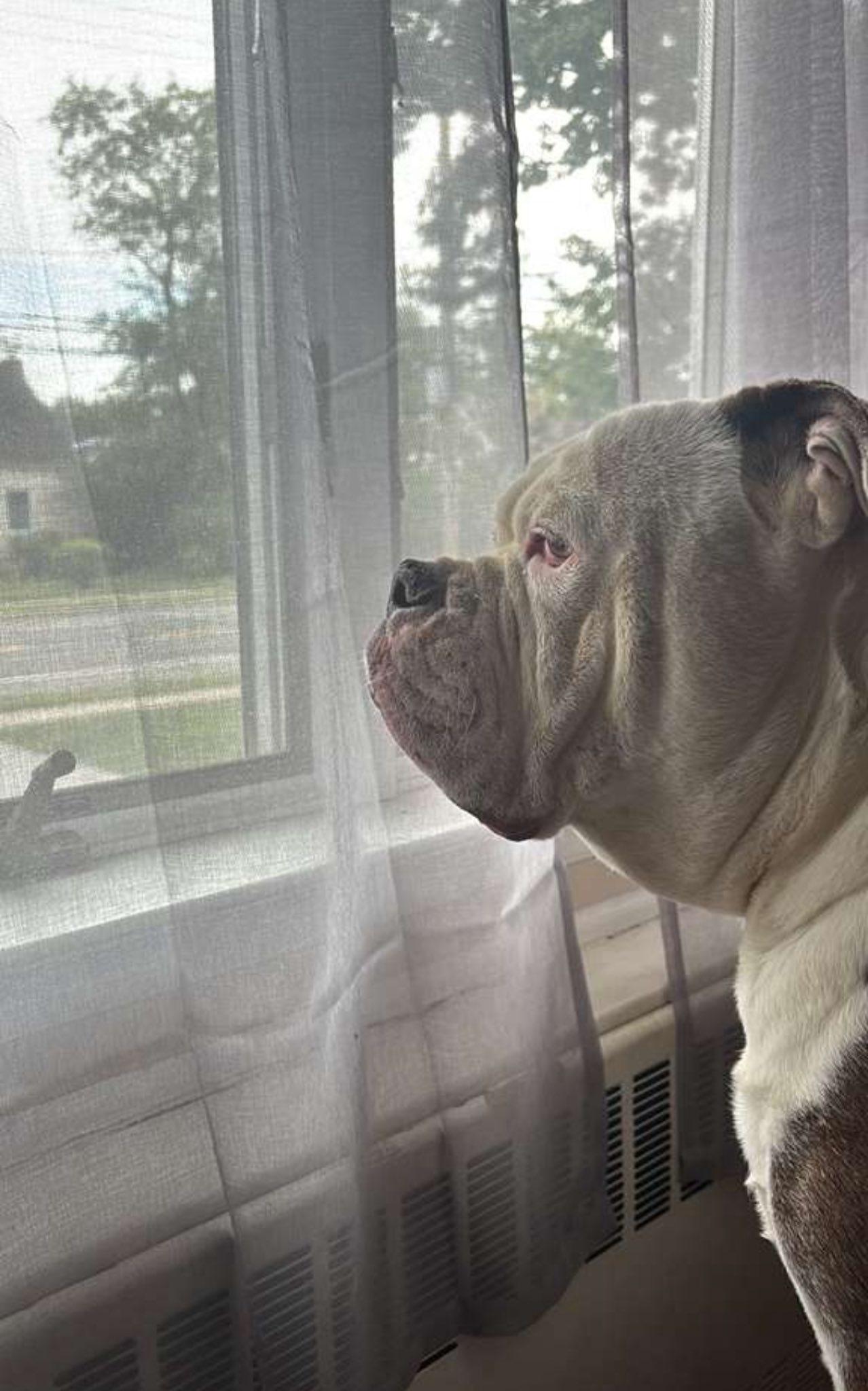 Kai, a Adoptable mixed breed in Belmar, NJ image 4/6