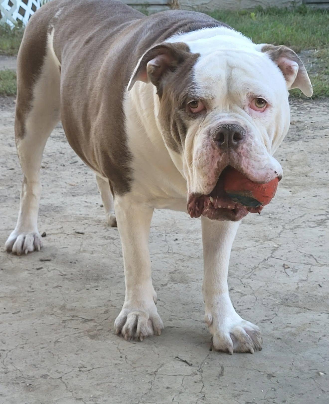 Kai, a Adoptable mixed breed in Belmar, NJ image 5/6