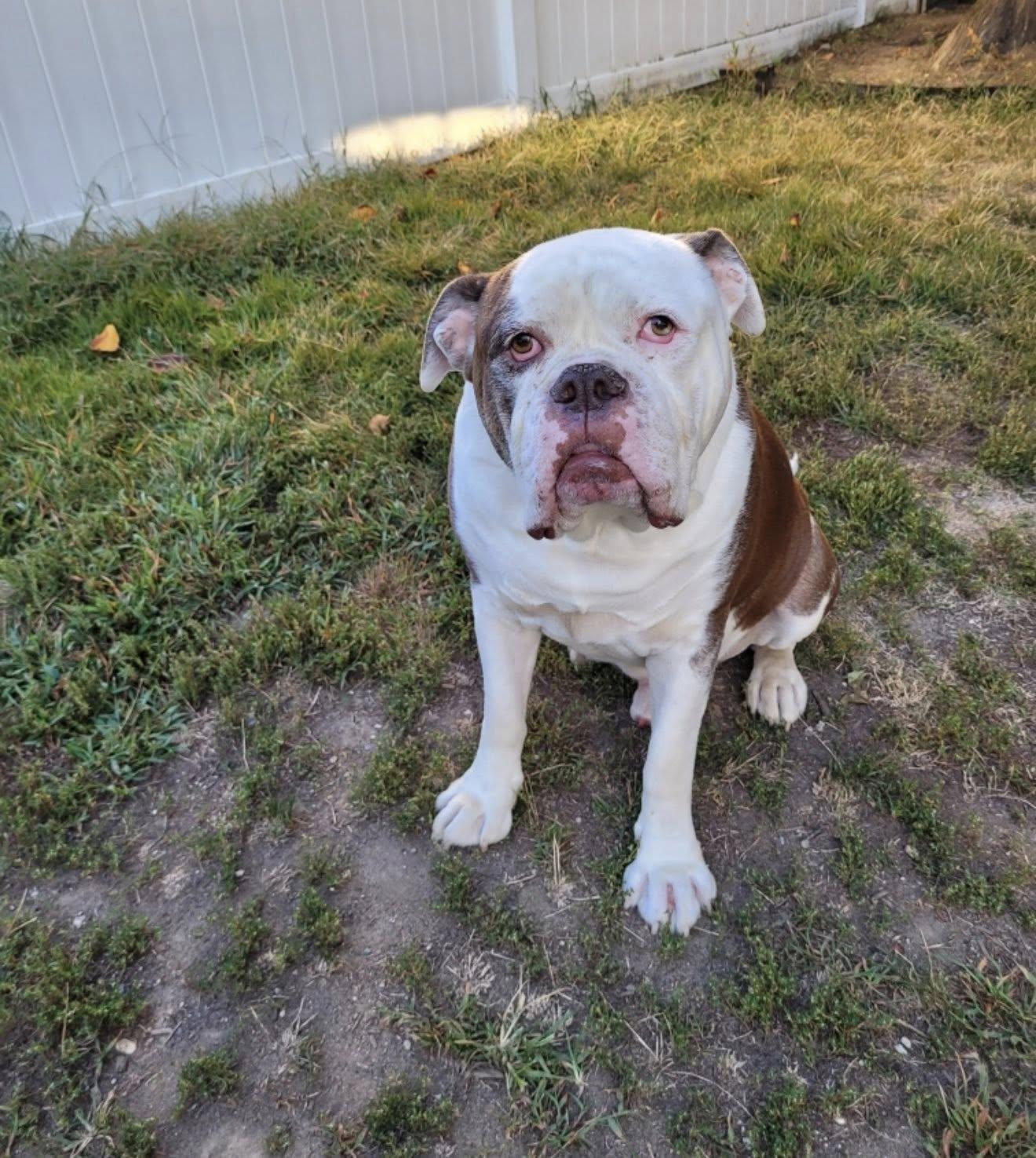 Kai, a Adoptable mixed breed in Belmar, NJ image 6/6