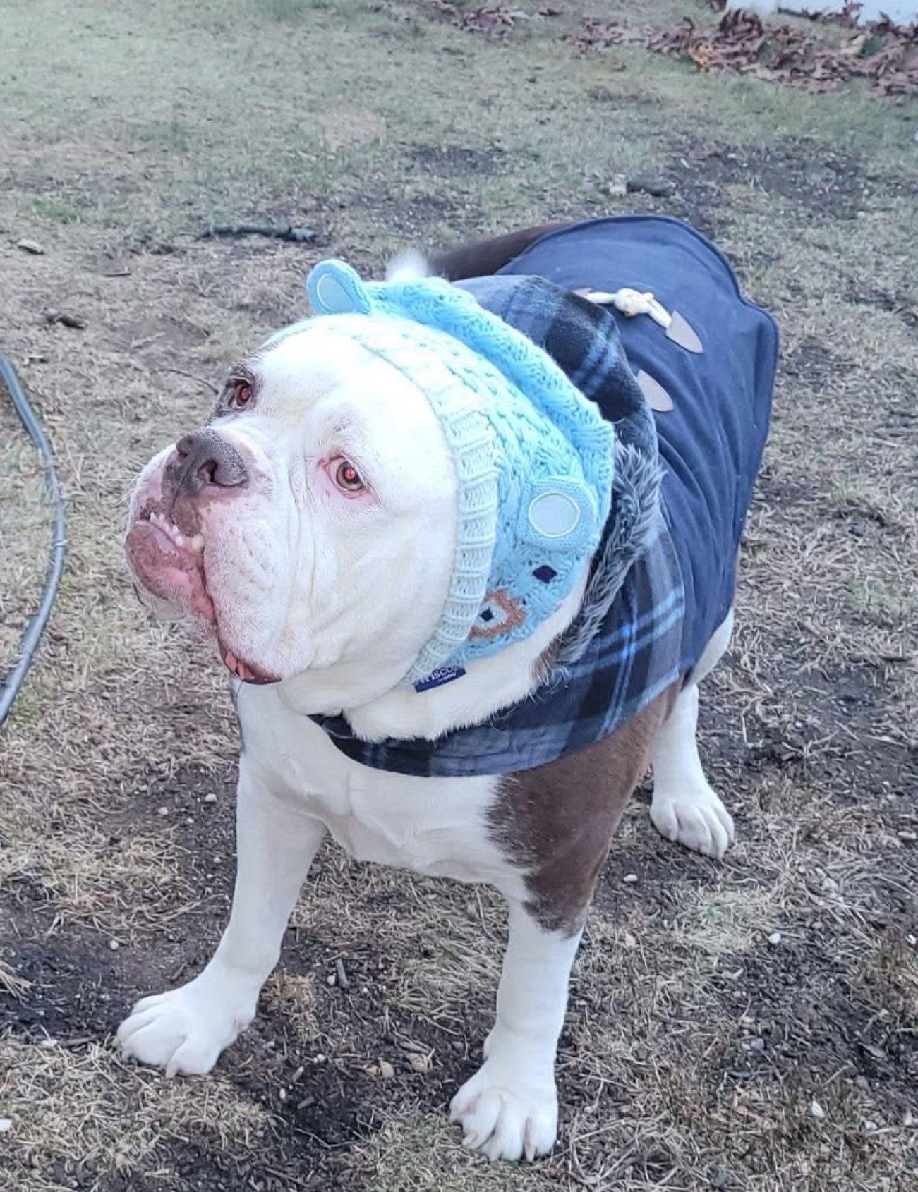 Kai, Adoptable, Young Male English Bulldog.