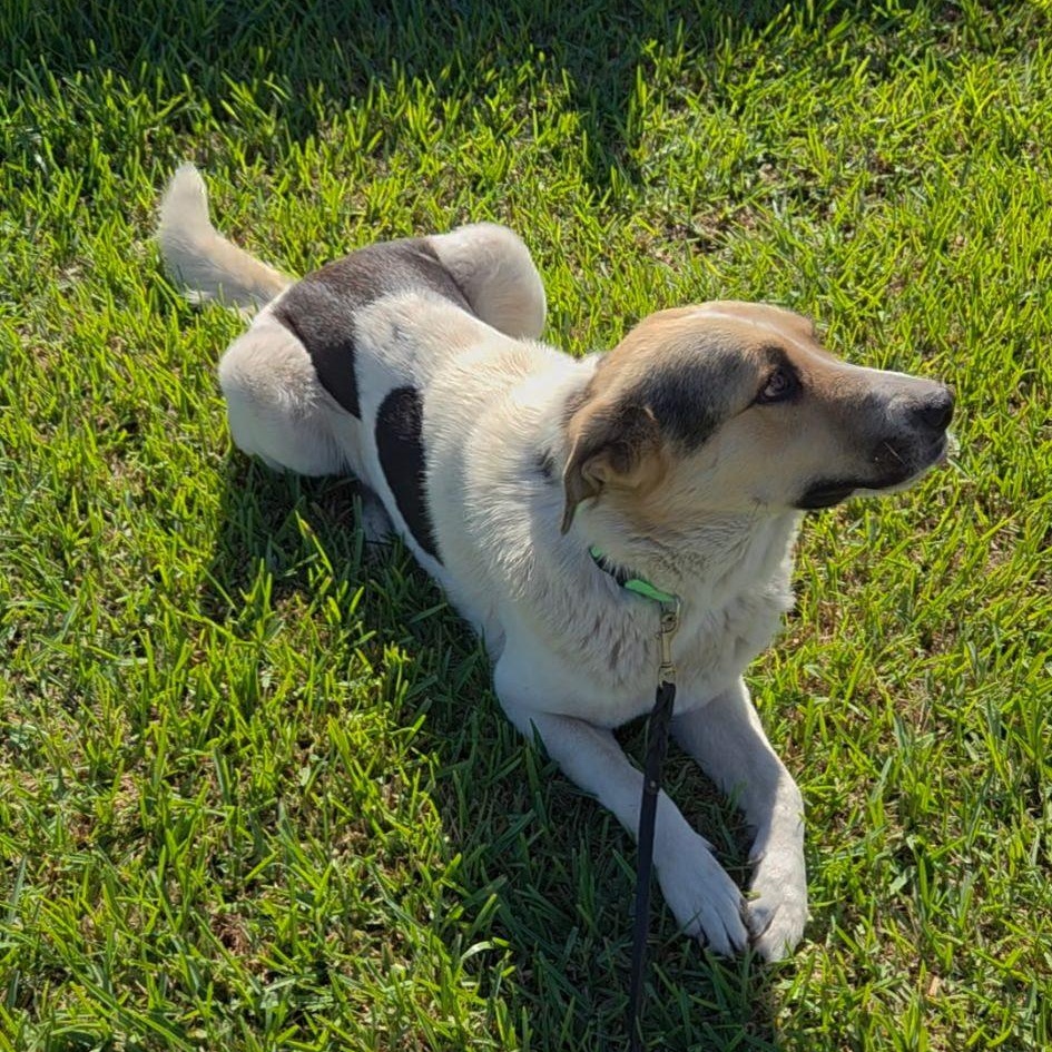 Enlarge Billie Bones - Urgent Foster Needed, an adopted mixed breed in Pittsburgh, PA image 3/6