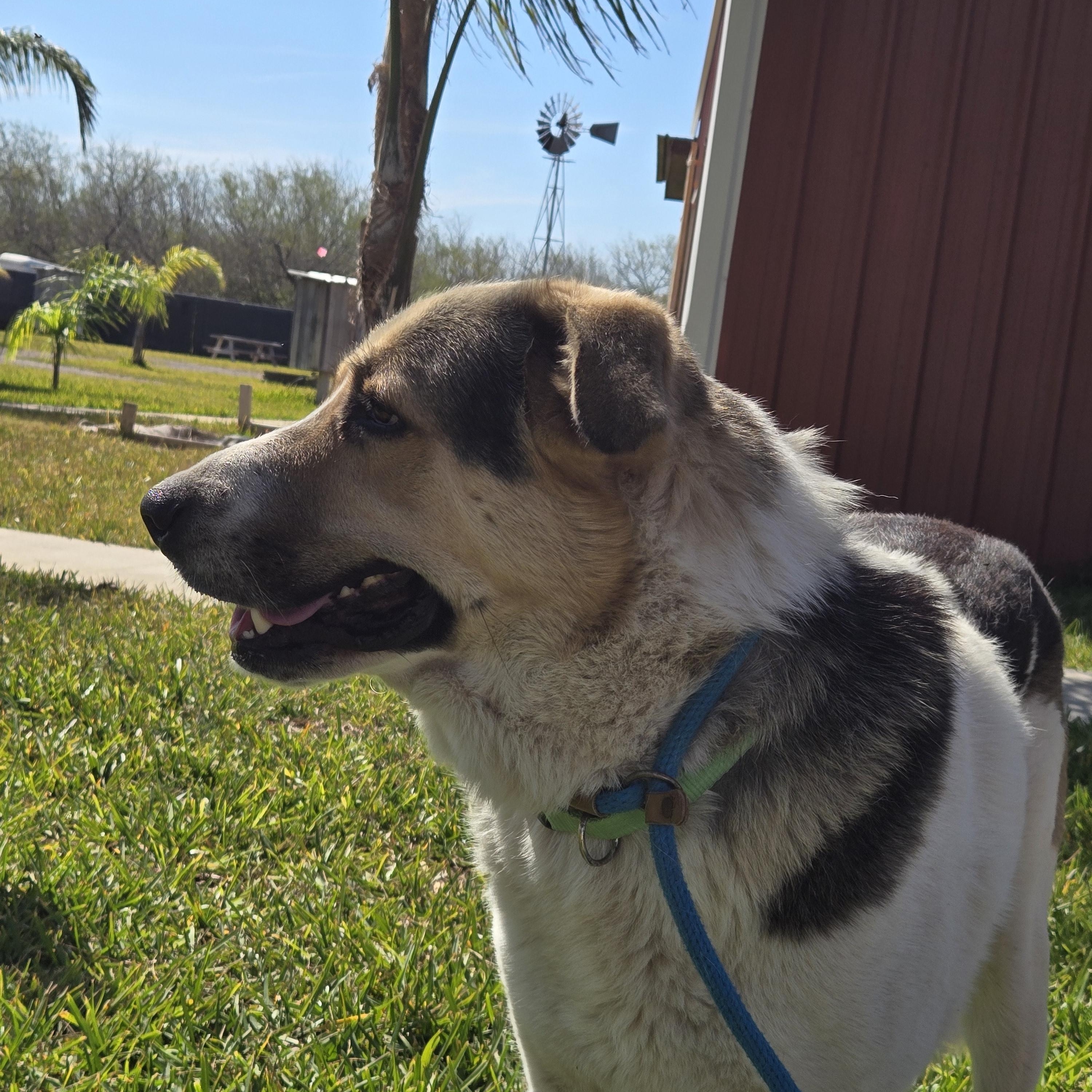 Enlarge Billie Bones - Urgent Foster Needed, an adopted mixed breed in Pittsburgh, PA image 4/6