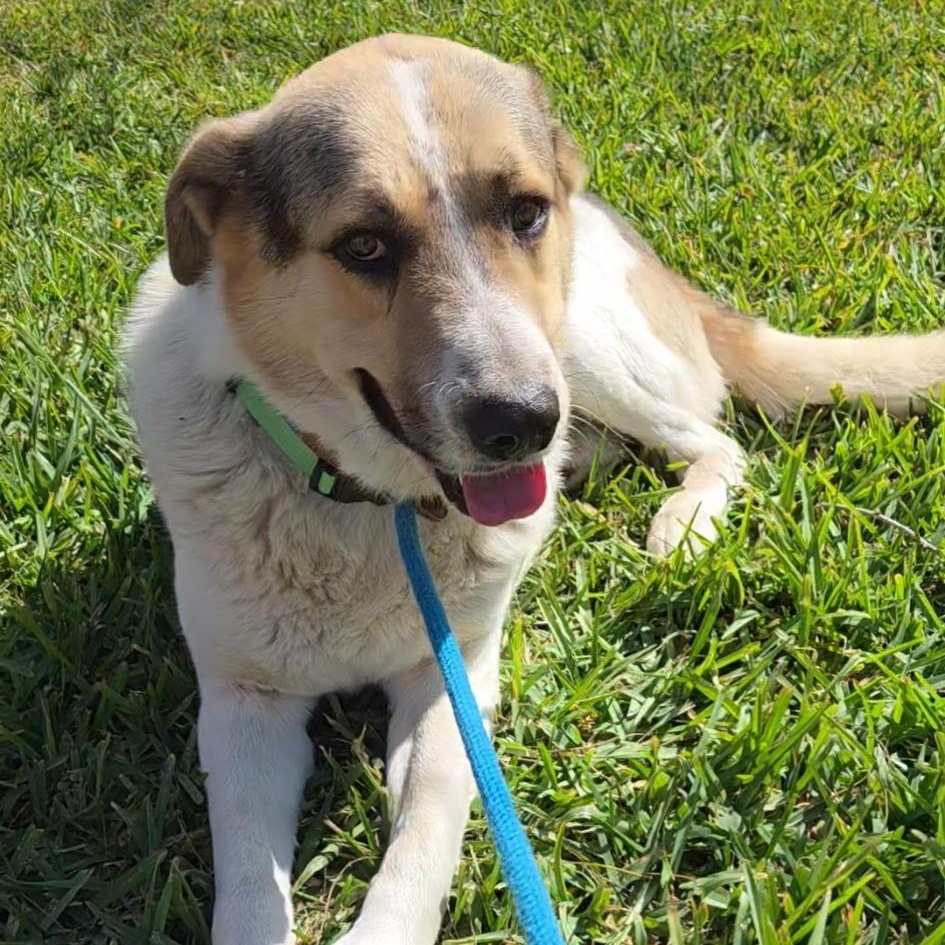 Enlarge Billie Bones - Urgent Foster Needed, an adopted mixed breed in Pittsburgh, PA image 1/6