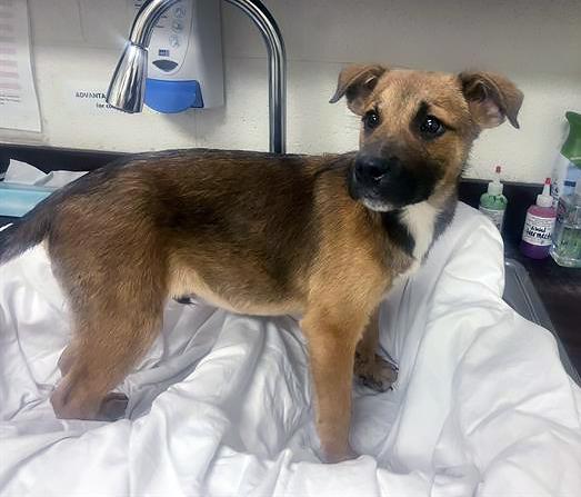 Enlarge Donatello, an adopted Mixed Breed in Nashville, TN image 1/1