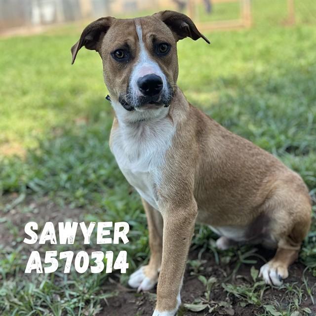 SAWYER, Adoptable, Young Male Pit Bull Terrier.