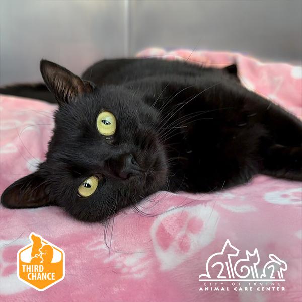 Enlarge JACKIE, a Adoptable mixed breed in Irvine, CA image 1/1
