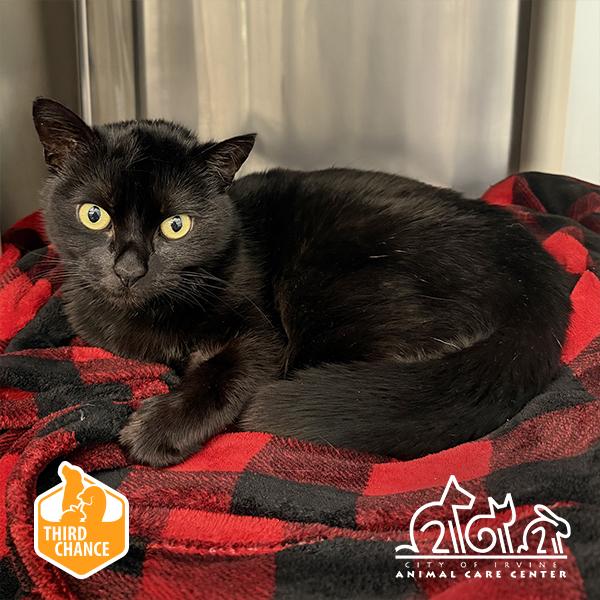JACKIE, Adoptable, Young Female Domestic Short Hair & Domestic Short Hair.