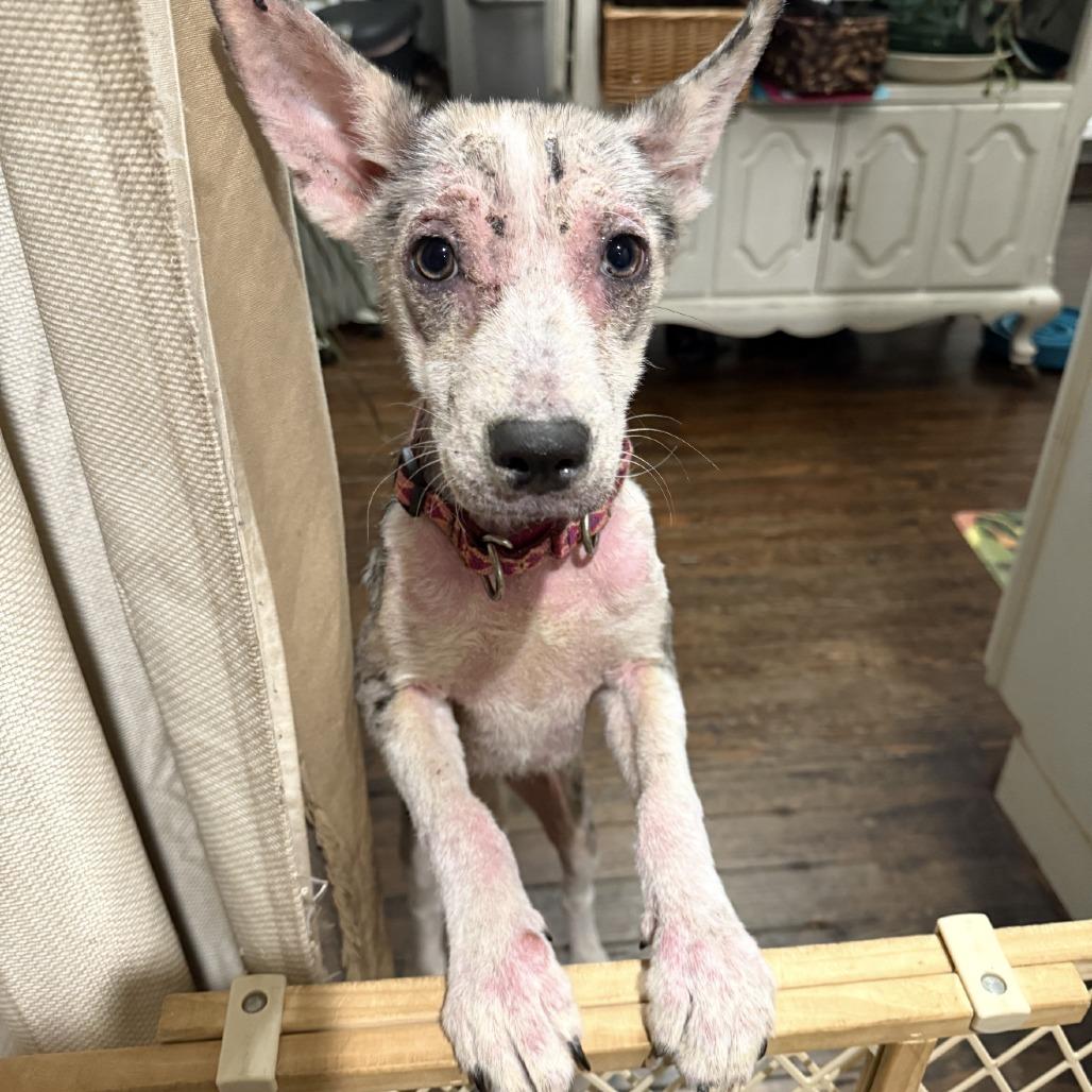 Enlarge Scout (Poppy), a Adoptable mixed breed in Little Rock, AR image 3/6