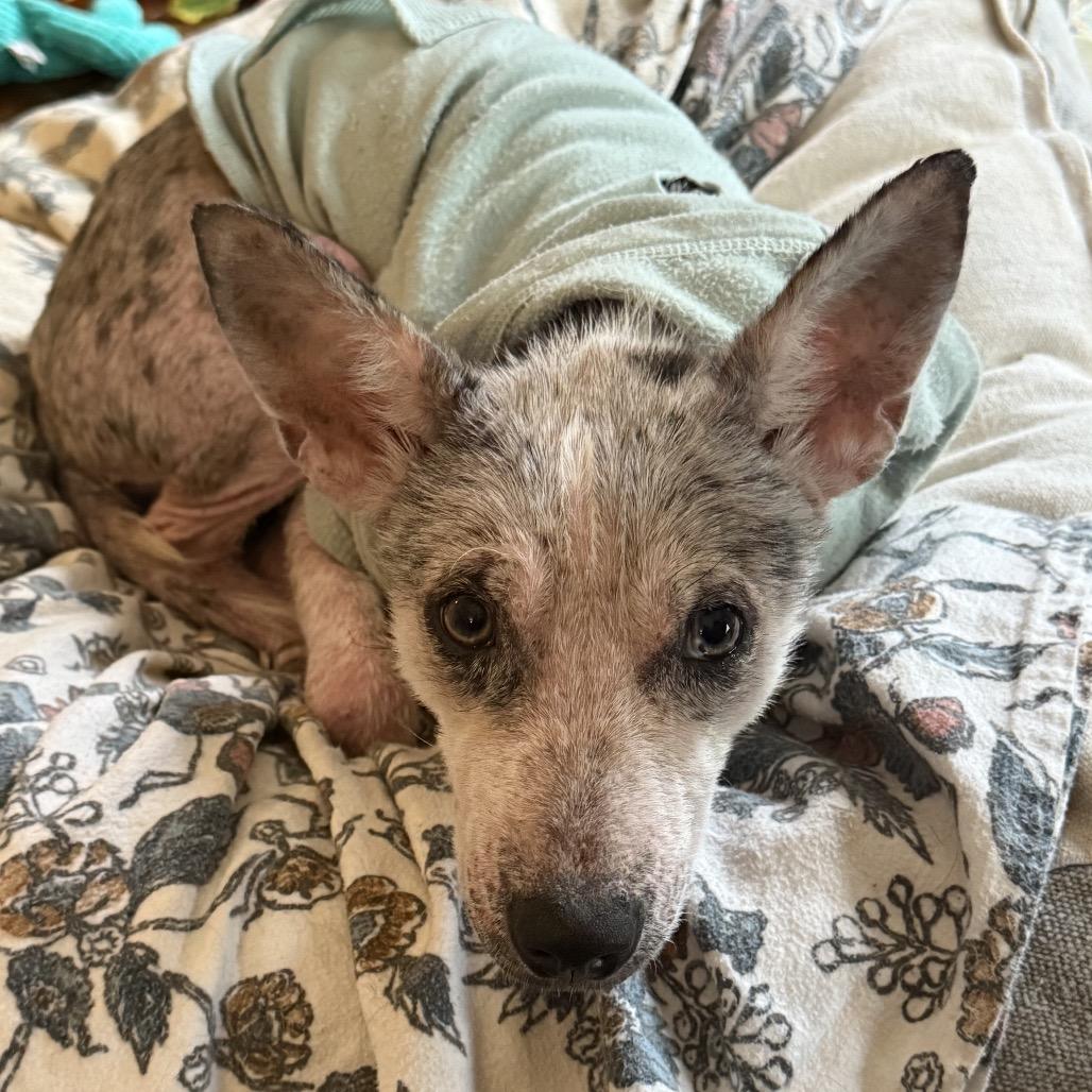 Enlarge Scout (Poppy), a Adoptable mixed breed in Little Rock, AR image 4/6