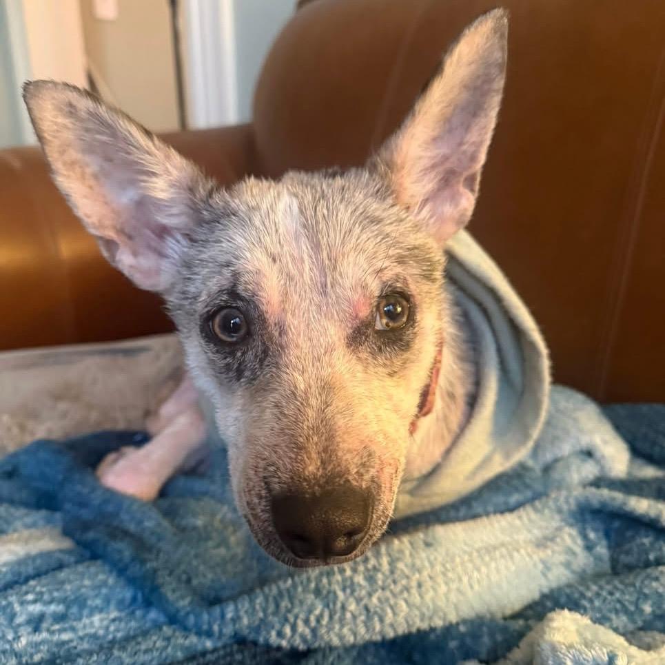 Enlarge Scout (Poppy), a Adoptable mixed breed in Little Rock, AR image 5/6