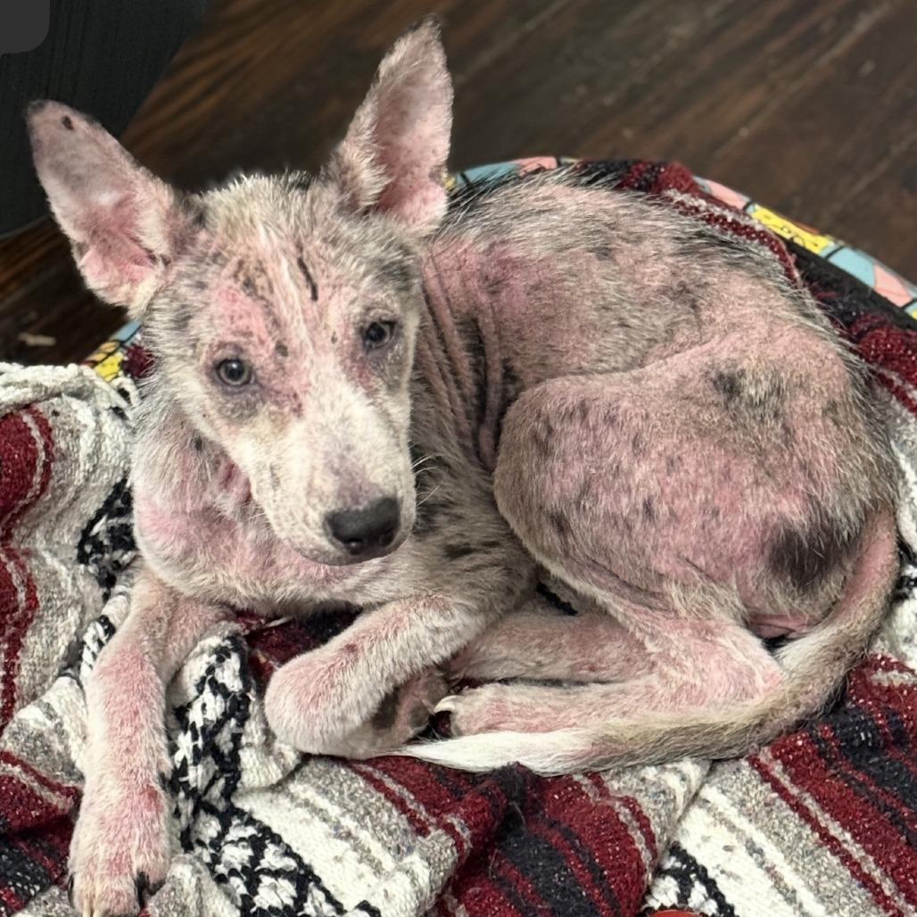 Enlarge Scout (Poppy), a Adoptable mixed breed in Little Rock, AR image 6/6