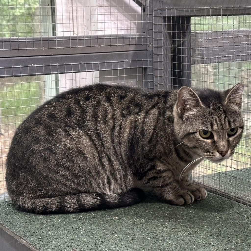 Enlarge Sofie, a Adoptable Domestic Short Hair in Nokesville, VA image 1/4