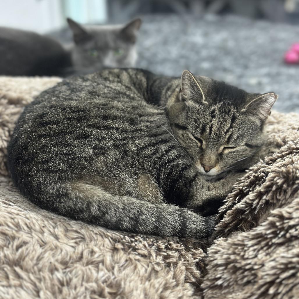 Sofie — thumbnail 2