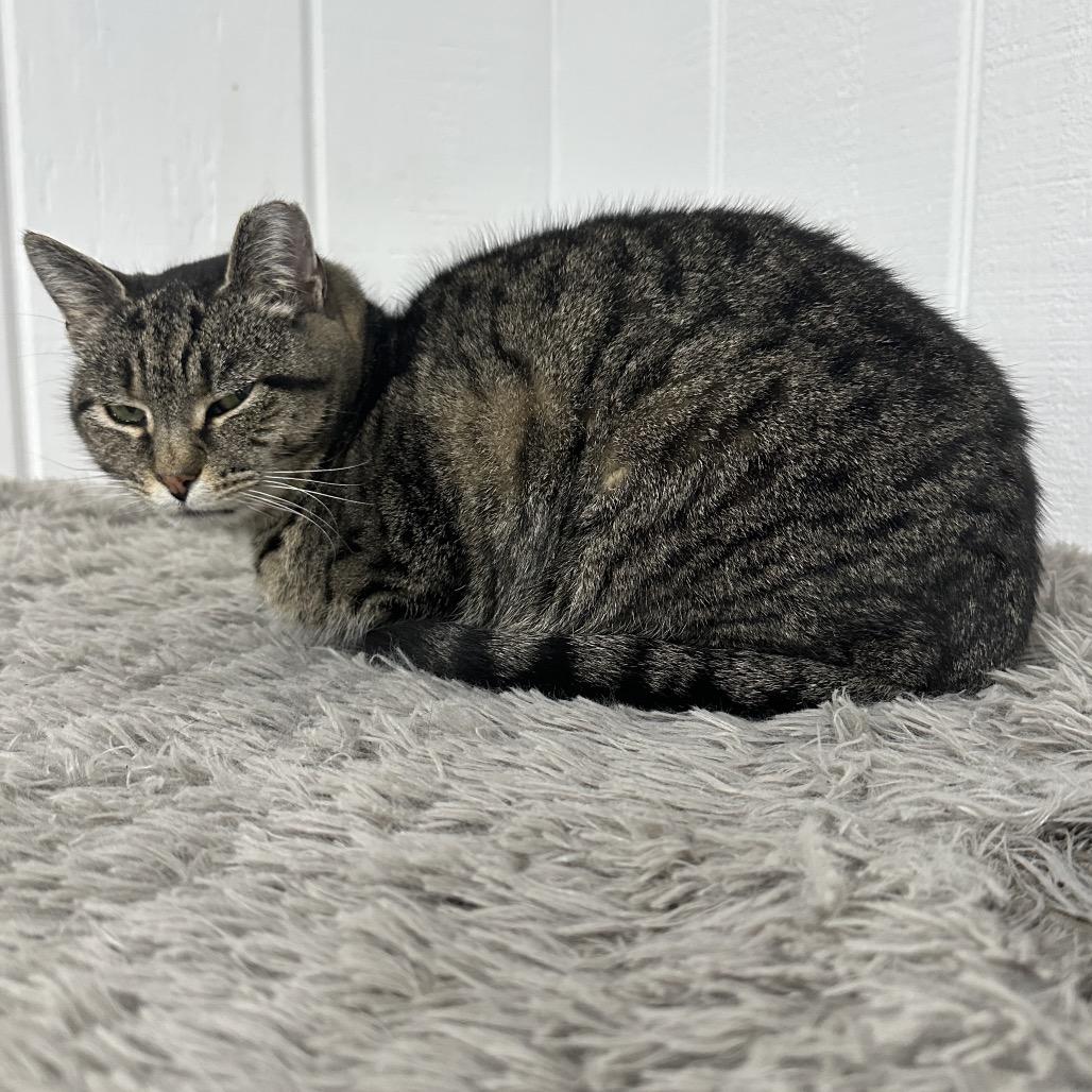 Enlarge Sofie, a Adoptable Domestic Short Hair in Nokesville, VA image 3/4