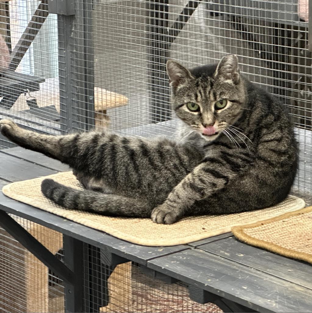 Enlarge Sofie, a Adoptable Domestic Short Hair in Nokesville, VA image 4/4
