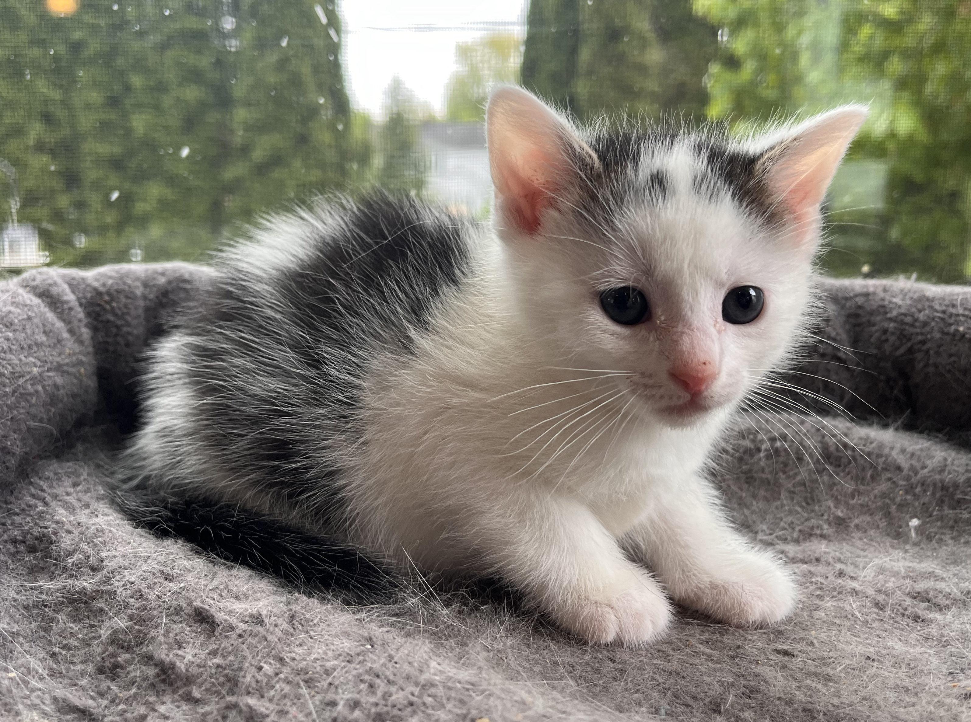 Tesla, Adopted, Young Female Domestic Short Hair.
