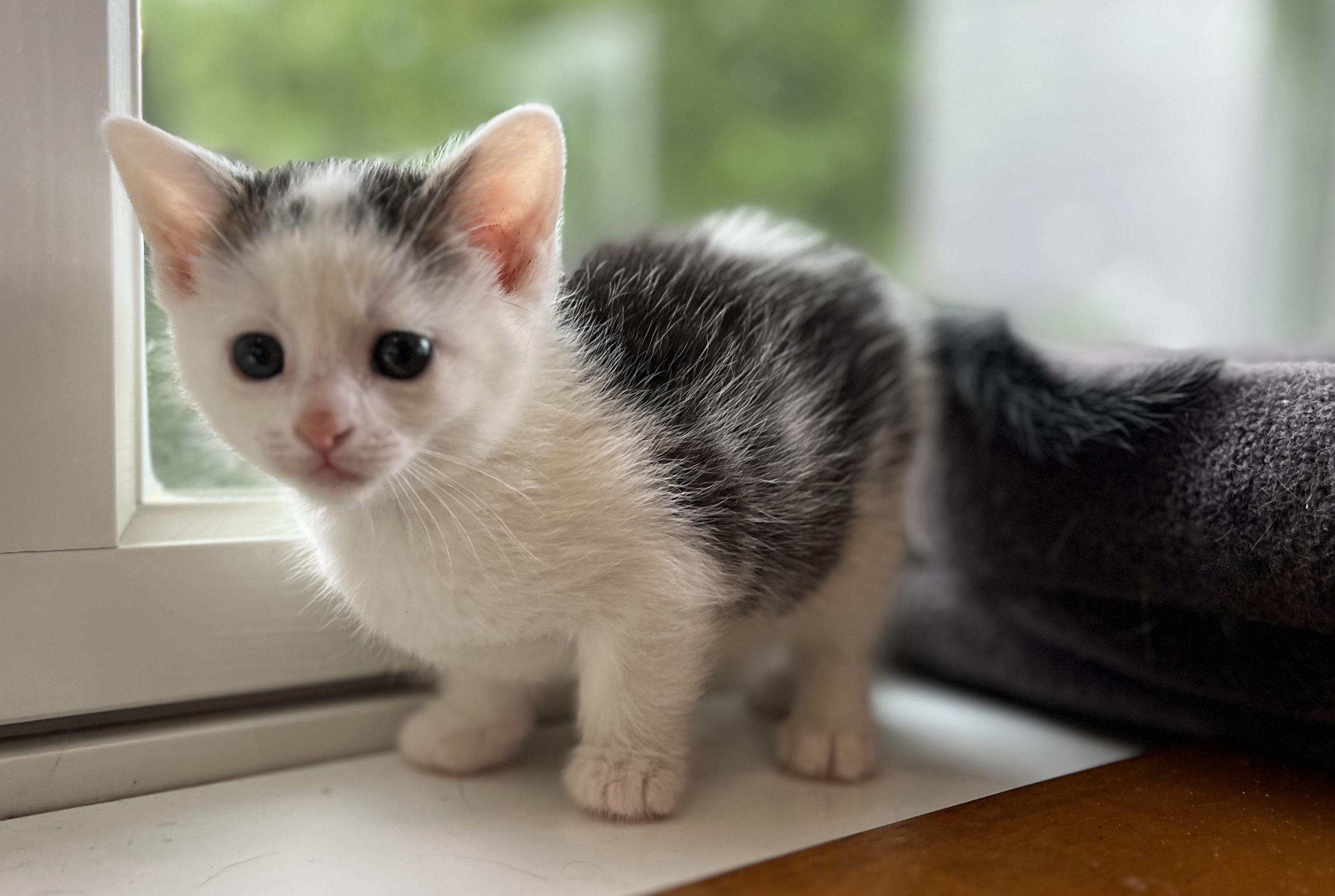 Enlarge Tesla, a Adopted Domestic Short Hair in Hershey, PA image 2/5
