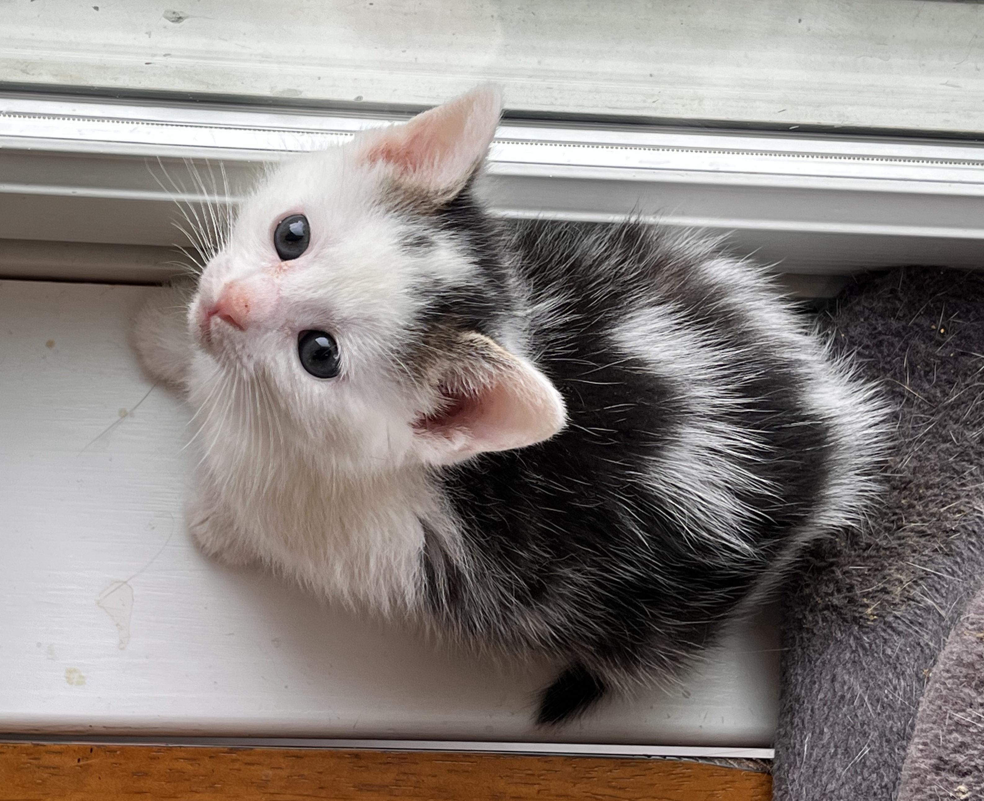 Enlarge Tesla, a Adopted Domestic Short Hair in Hershey, PA image 3/5
