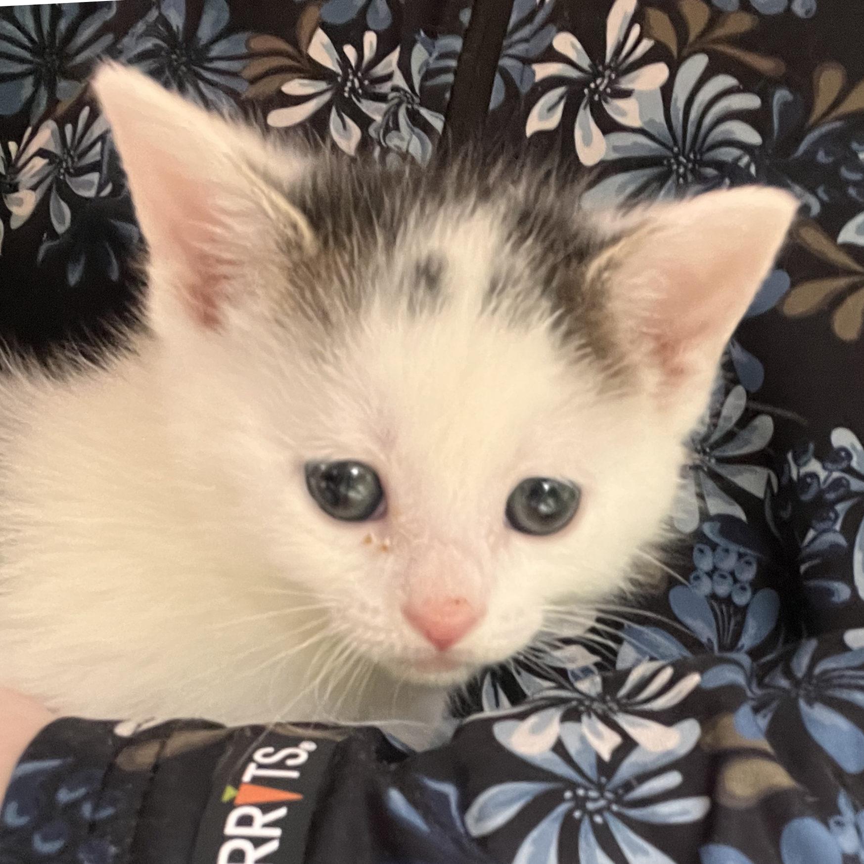 Enlarge Tesla, a Adopted Domestic Short Hair in Hershey, PA image 4/5